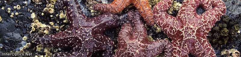 4 - inneroptics dot net starfish.jpg